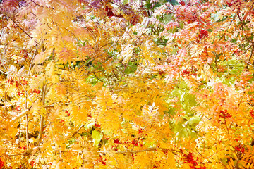 Краски осени/ Осенний пейзаж