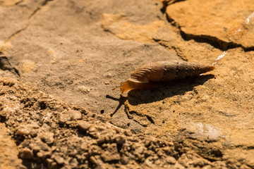 kleine Schnecke