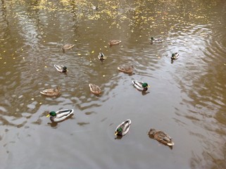 утки в пруду
