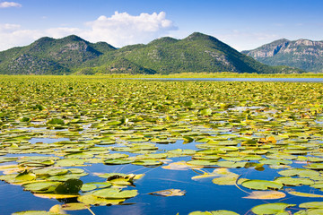 Skadar Lake National Park, Montenegro
