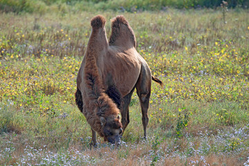 Fototapeta premium Bactrian camel (Camelus bactrianus)
