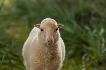 Naklejka na ściany i meble Schafe auf Mallorca