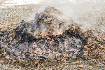burn dry leaves