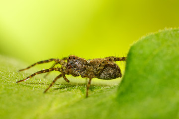 Spider on green leaf