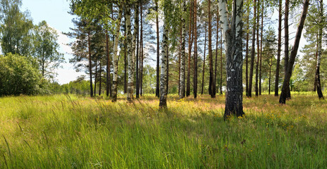 Панорама летнего леса.
