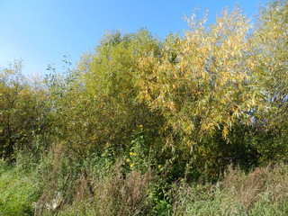 Fototapeta na wymiar Желтые деревья в лесу в осенний солнечный день