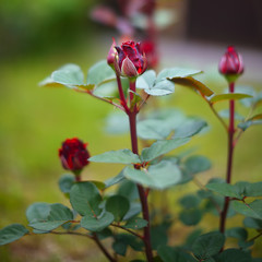 roses in the garden