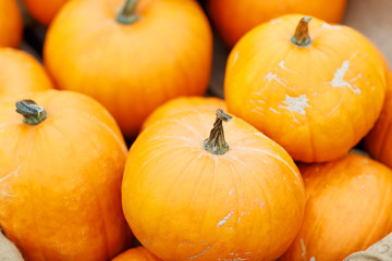 bunch of plump and juicy holiday pumpkins
