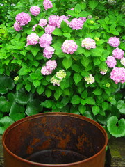 アジサイとドラム缶