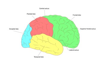 sezione laterale di cervello: evidenziati i principali lobi che lo compongono