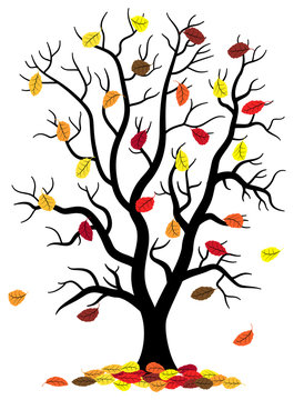 Baumsilhouette mit Herbstlaub 