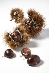 Chestnuts and Urchins