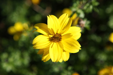 осенний цветок