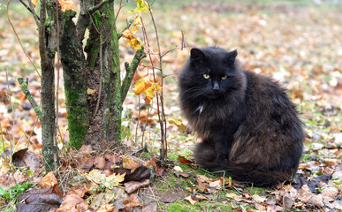 Naklejka na ściany i meble black cat outdoor next to the tree