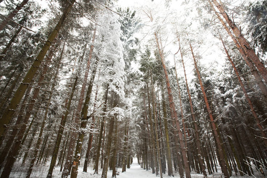 Fototapeta Forest