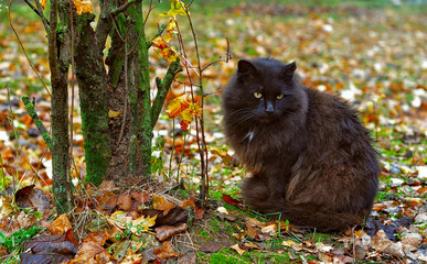 Naklejka na ściany i meble black cat outdoor next to the tree