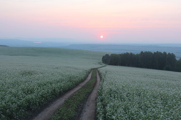 Закат на гречишном поле 
