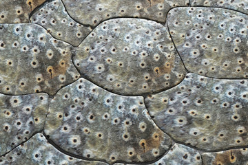 Crocodile skin