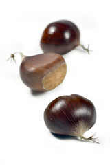 Chestnuts on white plane