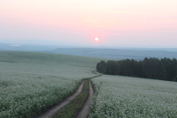 Закат на гречишном поле 