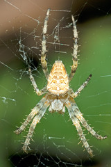 Spider and Web