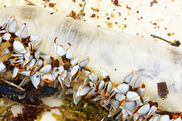 A small colony of sea shells on a plastic bottle