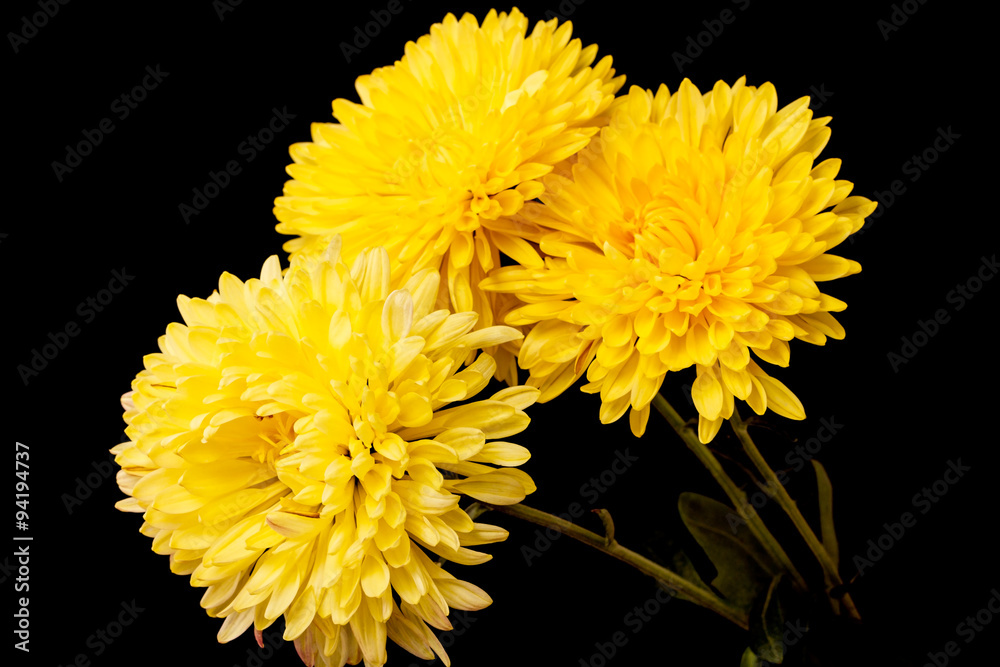 Canvas Prints Yellow chrysanthemums on a black