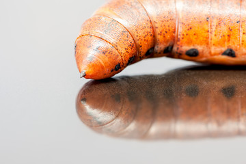 Larva of an Elephant Hawk-moth