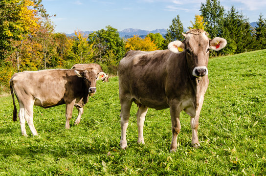 Braune Kühe im Herbst im Allgäu