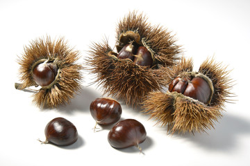 Chestnuts and Urchins