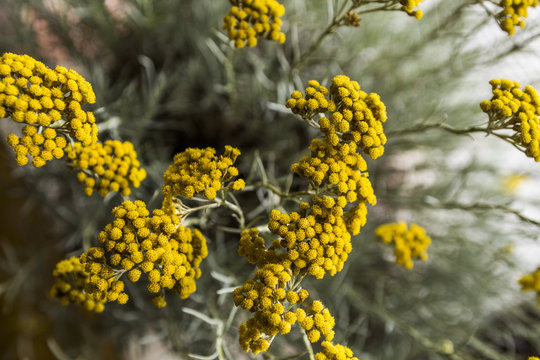 mimose