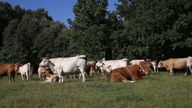 Cattle herd resting on pasture. There is different cattle breeds: Charolais, Limousin and crossbreeds.