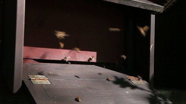 Bees go in and out of the beehive entrance. To illustrate beekeeping, countryside, life of bees, honey stories, or environmental or rural context, summer.
