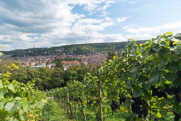 Fototapeta na wymiar Weinbau in Stuttgart