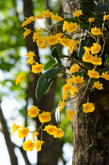 Lindley's Dendrobium is beautiful flower and have yellow colour