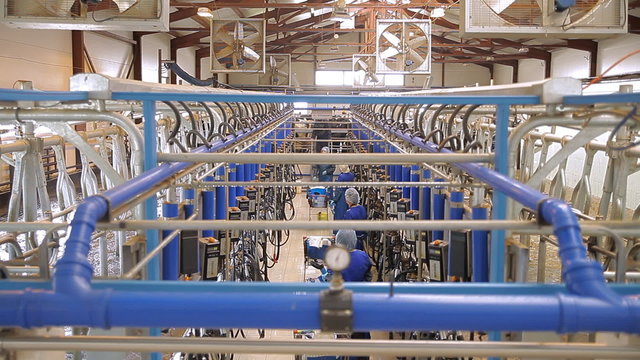 Milking plant for cows