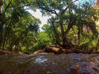 Fototapeta premium Cottonwood Trees Surrounding a Desert River