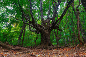 Beautiful old tree on autumn mountain forest hiking trail