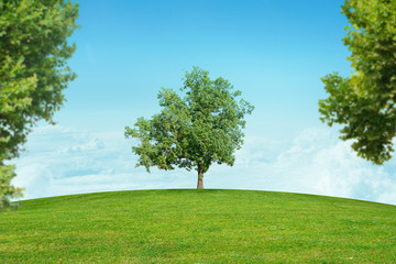 Plakat Landscape with green tree in center