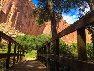 Apple Orchard in Capitol Reef