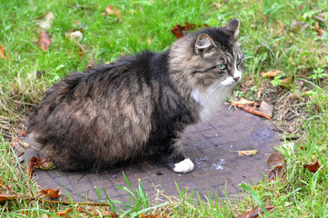 Naklejka na ściany i meble Cat on the manhole