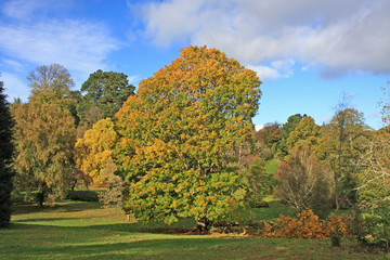 Fototapeta na wymiar Park in Autumn