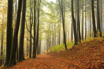 Fototapeta premium Trail through autumn beech forest in foggy weather, Poland