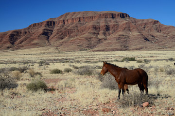 Wild Horses, Namibia