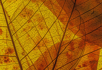 Fototapeta na wymiar autumn leaves in the detail