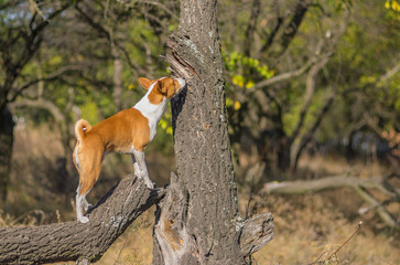 Wild Basenji dog sniffing around its territory on a nearest tree
