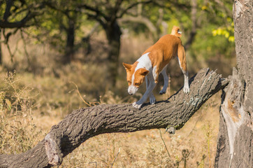 Wild Basenji dog goes down to its troop from the leader's pedestal