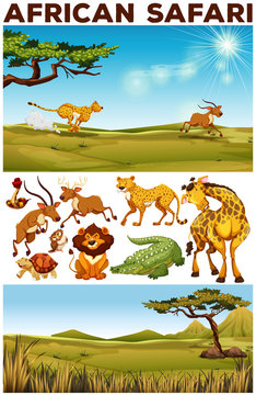 Safari theme with wild animals in the field