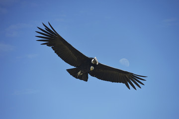 Condor, Cañón del Colca, Perú