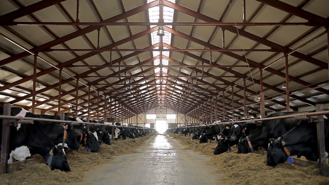 Farm for breeding cows